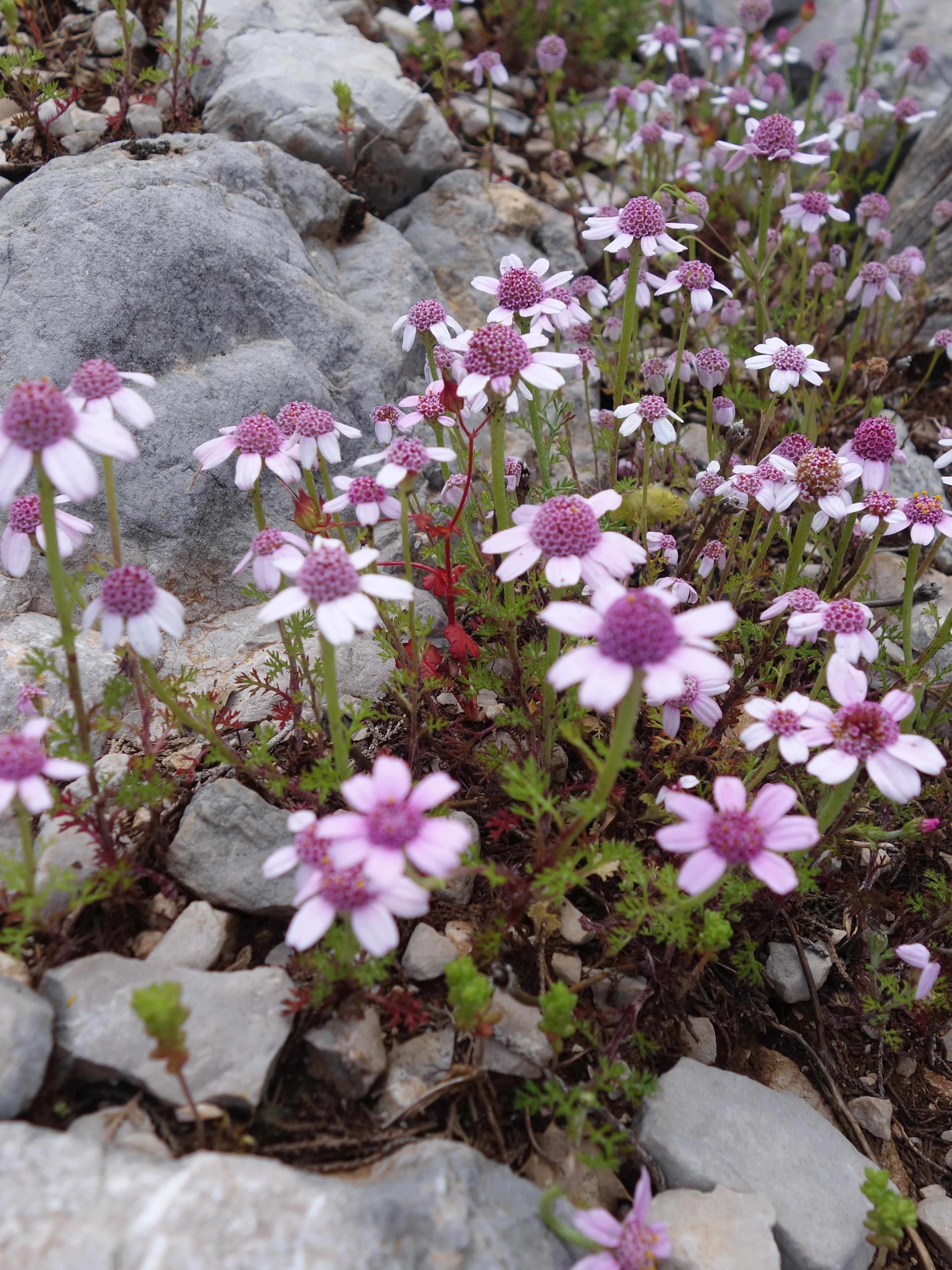 Isaurian Way | Akseki – Bozkır Stage